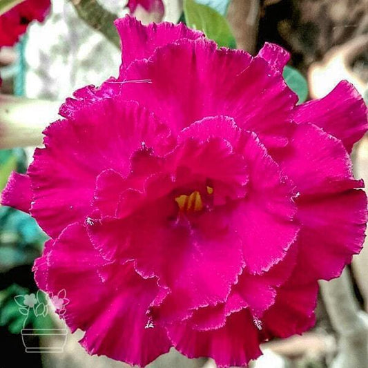 Adenium obesum PLY NGARM
