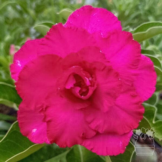 Adenium obesum SHOCKING PINK