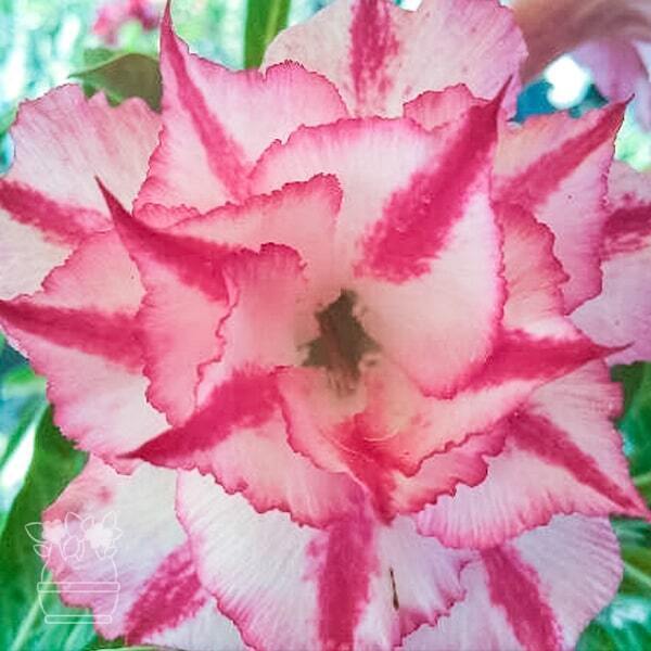 Adenium obesum STAR PINK