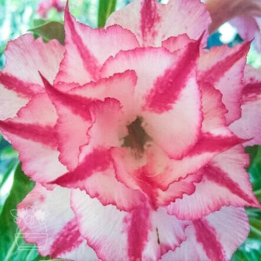 Adenium obesum STAR PINK