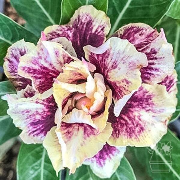 Adenium obesum CHOCOLATE