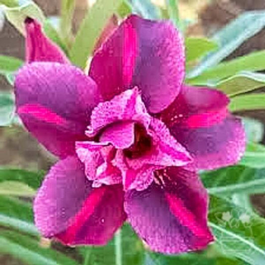 Adenium obesum KING OF PURPLE