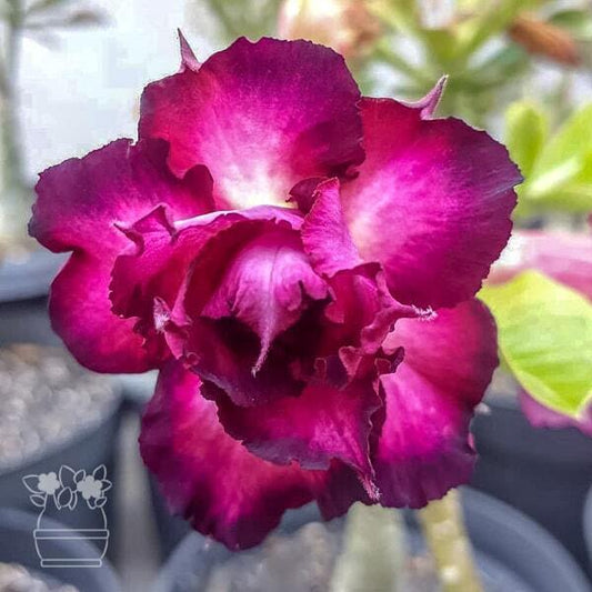 Adenium obesum MOUNG JINDA