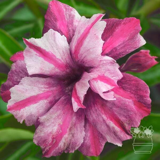 Adenium obesum PP PURLE
