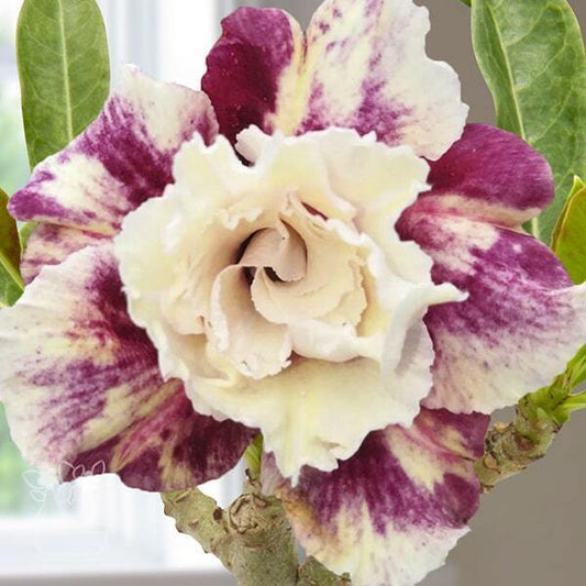 Adenium obesum PURPLE PINK STAR