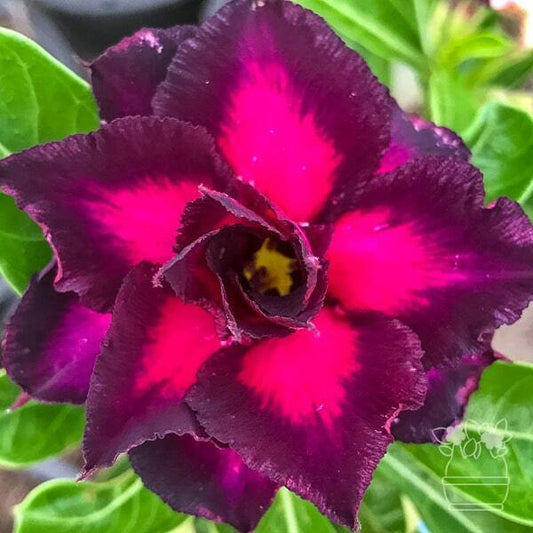 Adenium obesum PURPLE PLUM