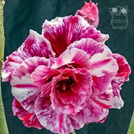 Adenium obesum PURPLE RAIN
