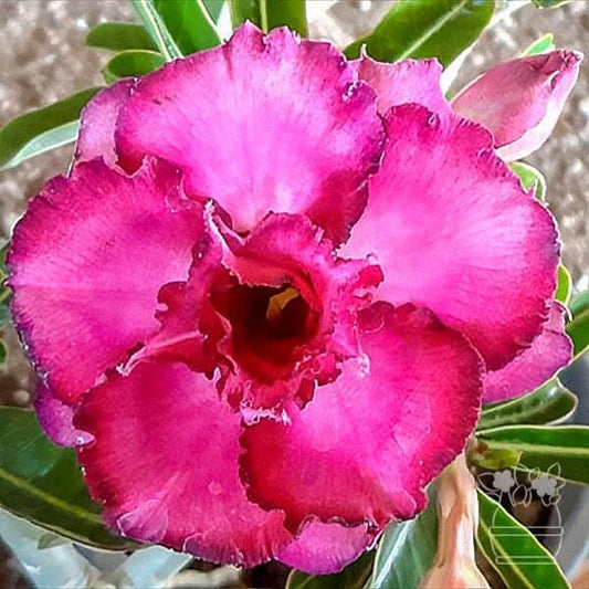 Adenium obesum SIAM PURPLE