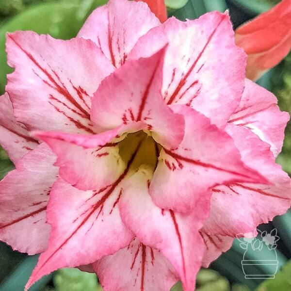 Adenium obesum ARROW
