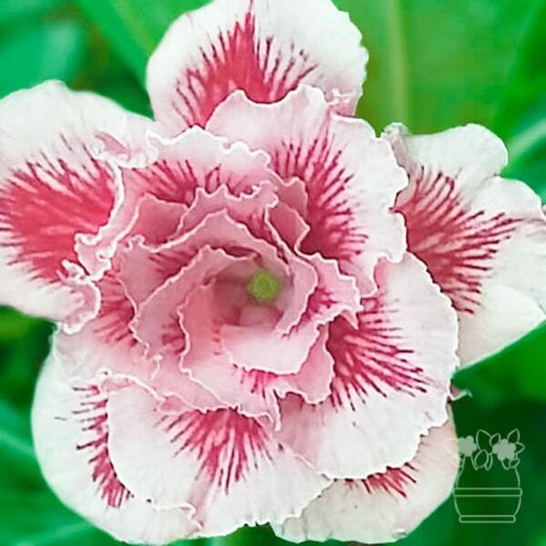 Adenium obesum BO TUN