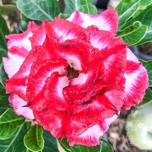Adenium obesum CHAI LAI