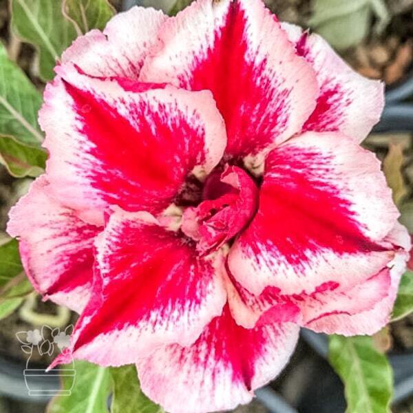Adenium obesum CHOK AMNUAY
