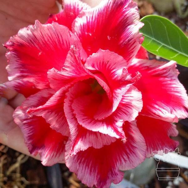 Adenium obesum FIGHTING FISHTAIL