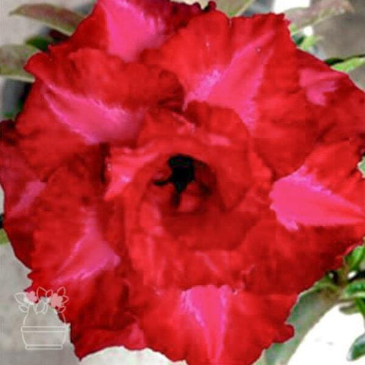 Adenium obesum IT