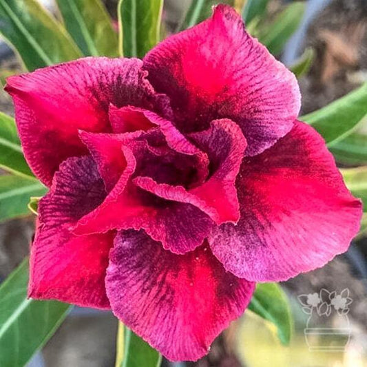 Adenium obesum MEE STANG