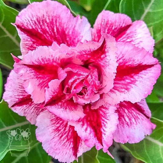 Adenium obesum PINK LADY