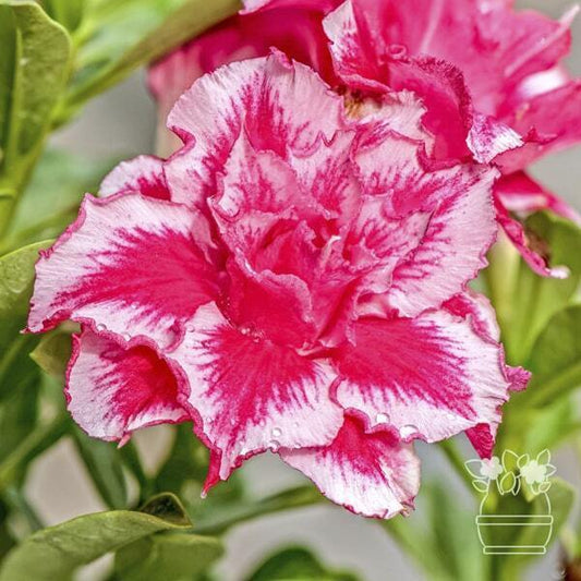 Adenium obesum RAINBOW