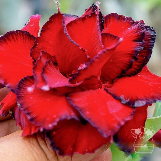 Adenium obesum RED DRAGON