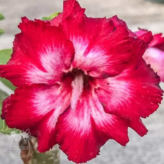 Adenium obesum SAB ANAN RED