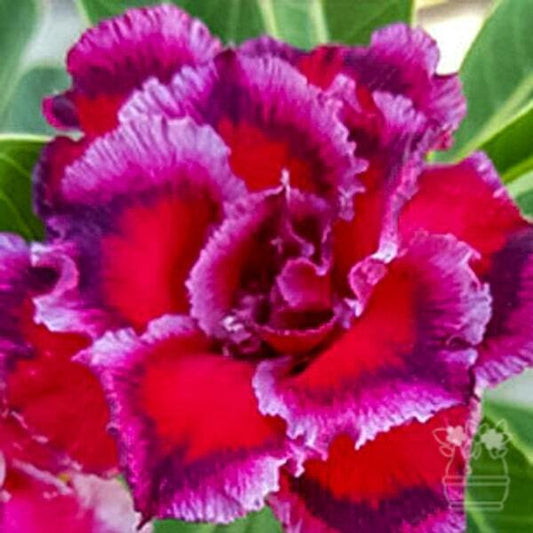 Adenium obesum SWAN AND DRAGON