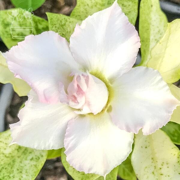 Adenium variegated FROZEN
