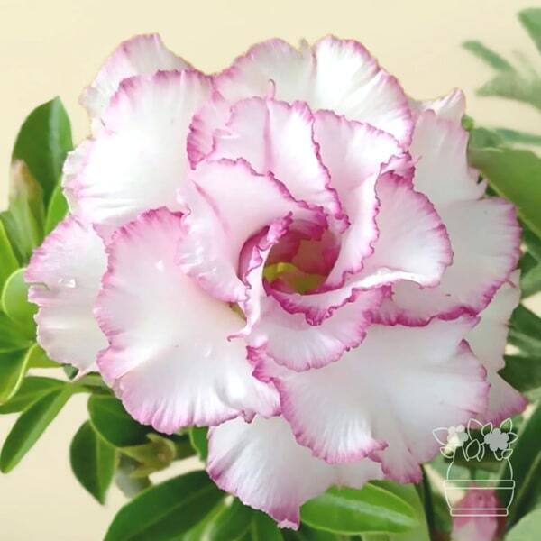 Adenium obesum CARNATION