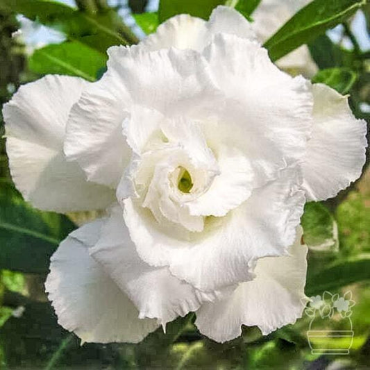 Adenium obesum SNOWWHITE