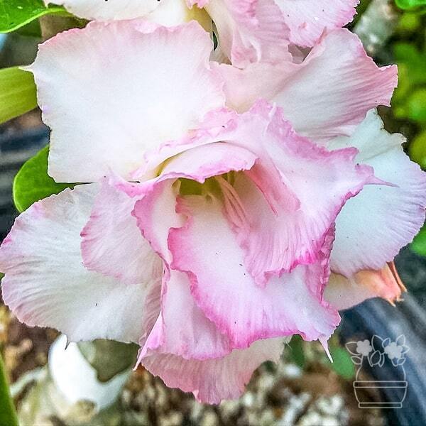 Adenium obesum SWEET LADY