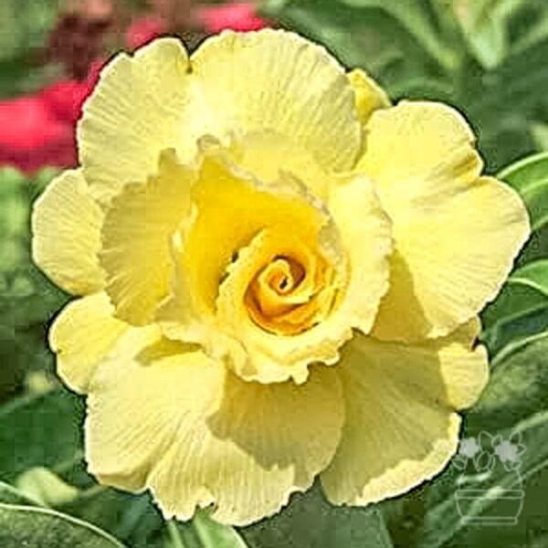 Adenium obesum CHEESE