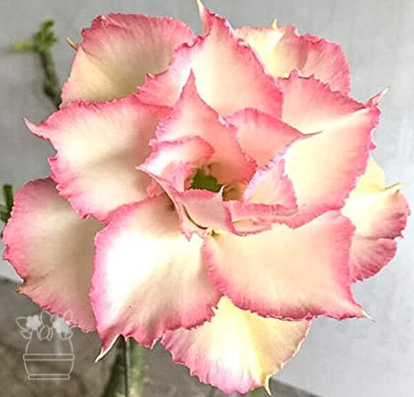 Adenium obesum COTTON CANDY