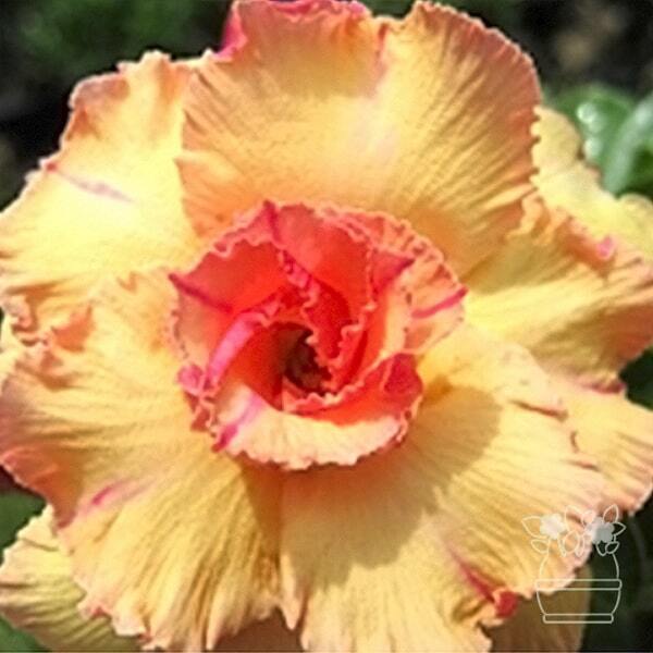 Adenium obesum GOLDEN BUDDHA