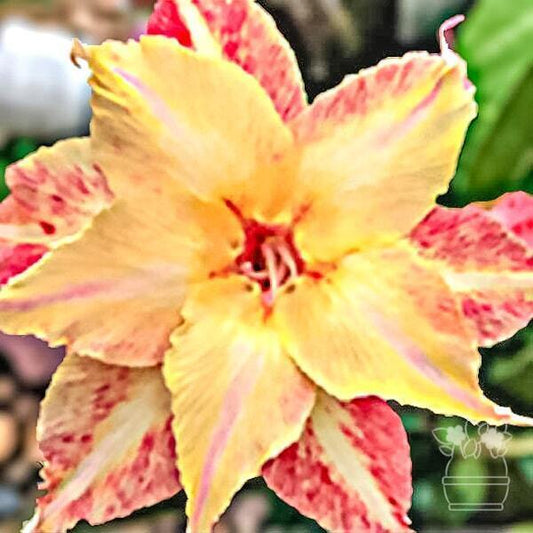 Adenium obesum GOLDEN STAR