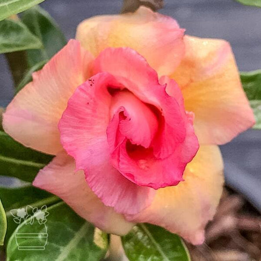 Adenium obesum PEACH