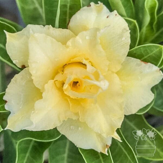 Adenium obesum PINEAPPLE