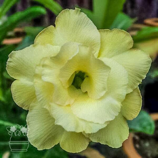 Adenium obesum SAB JAREN YELLOW