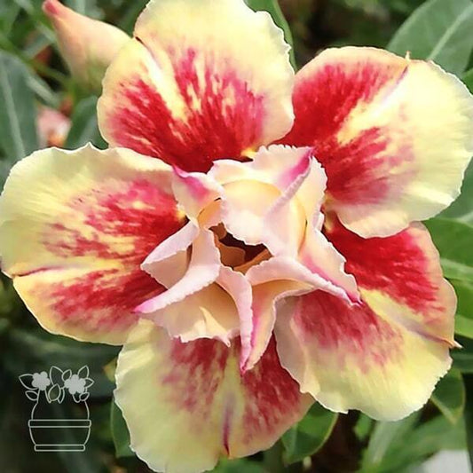 Adenium obesum SUNSHINE