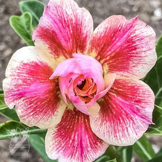 Adenium obesum SAI THONG
