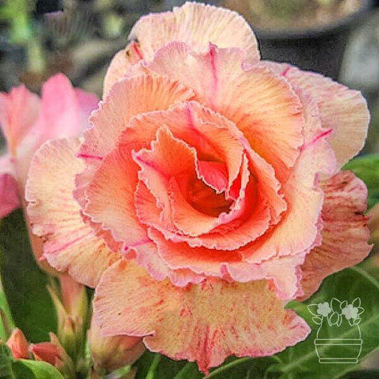 Adenium obesum SWEET ROSY
