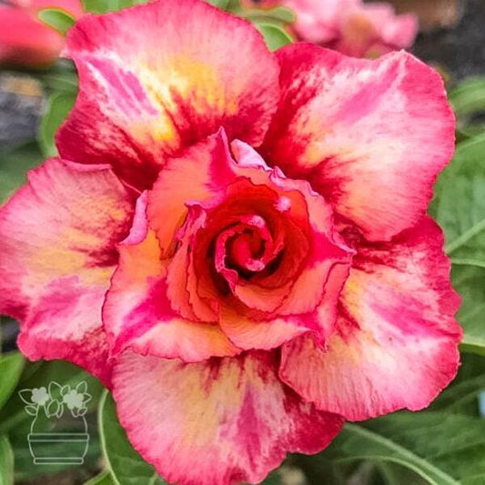 Adenium obesum THONG SUKJAI