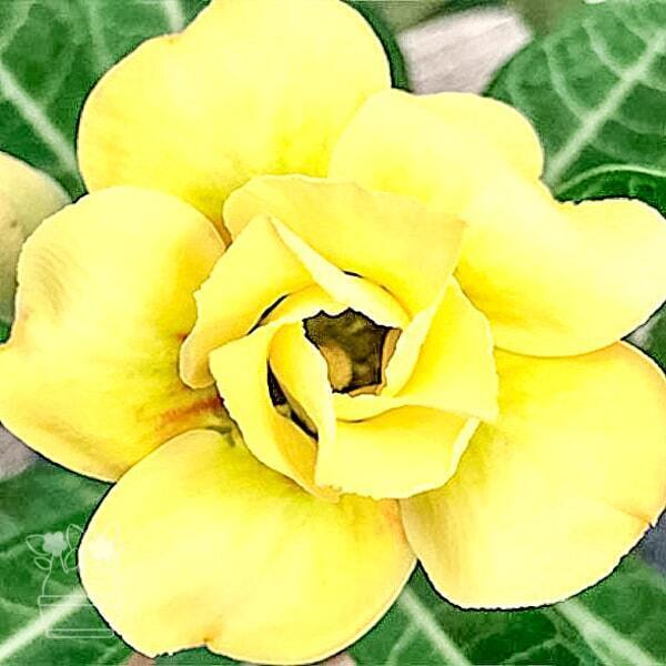 Adenium obesum 6897