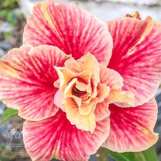 Adenium obesum YELLOW GIFT