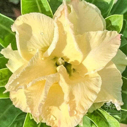 Adenium obesum YELLOW GOLD
