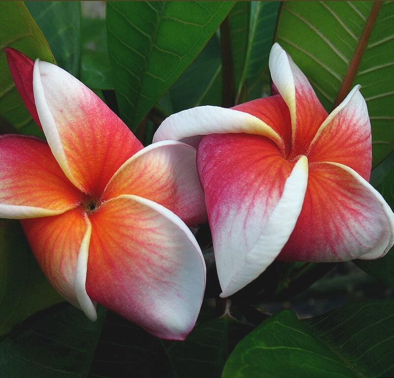 Plumeria 105
