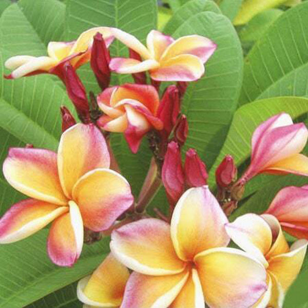 Plumeria LUEANG KHOB CHOMPHU