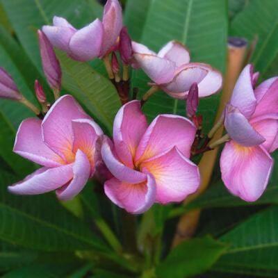 Plumeria P50