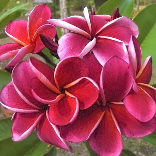 Plumeria JEENA RED