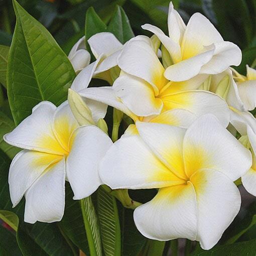 Plumeria 4308