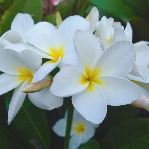 Plumeria HAWAII WHITE