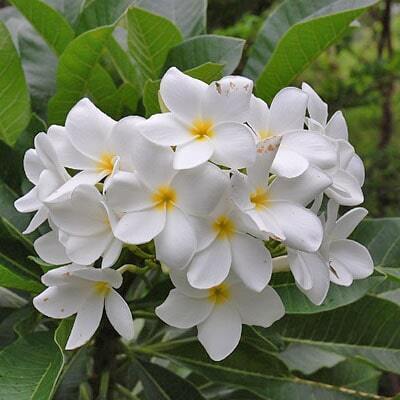 Plumeria KHAO DOK TON