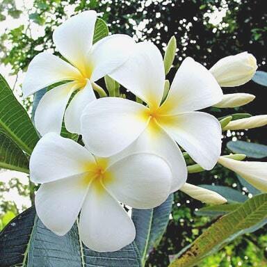 Plumeria KHAO PUANG